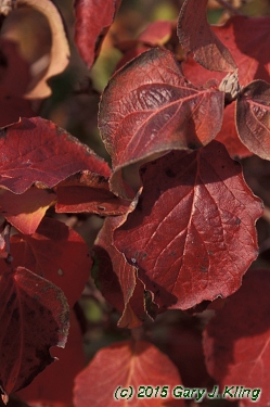 Viburnum x juddii