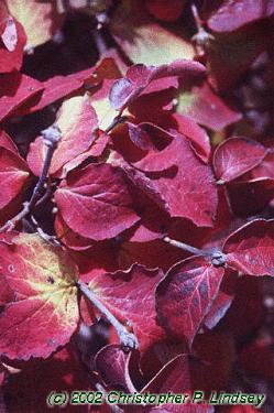 Viburnum x juddii
