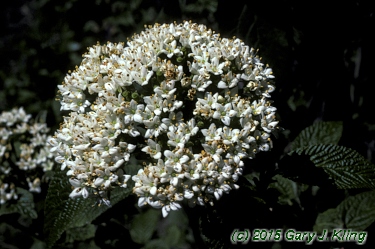 Viburnum lantana