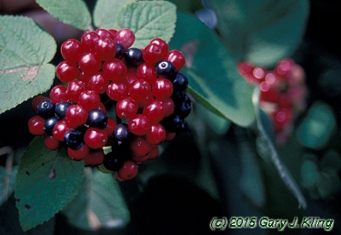 Viburnum lantana