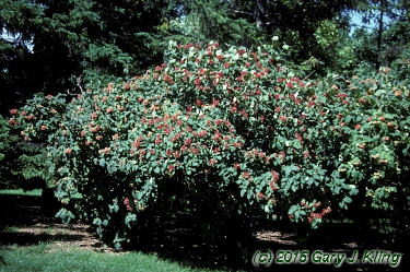 Viburnum lantana
