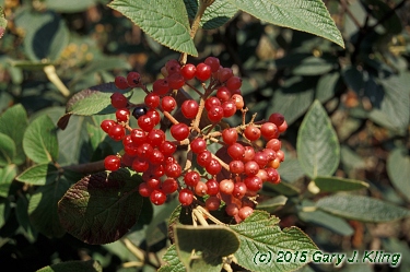 Viburnum lantana