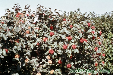Viburnum lantana