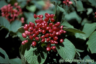 Viburnum lantana