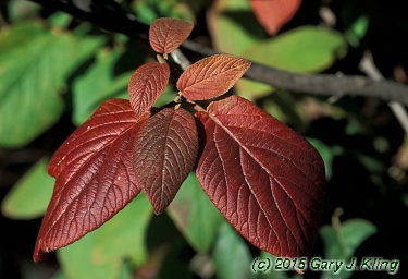 Viburnum lantana