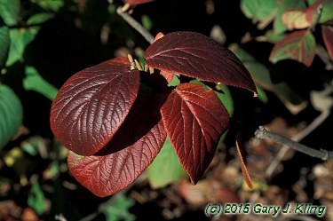 Viburnum lantana