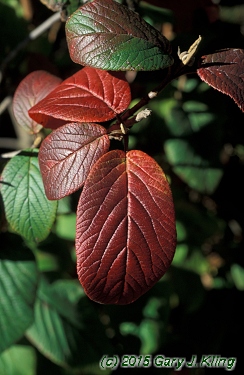 Viburnum lantana