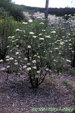 Viburnum lantana 'Mohican'