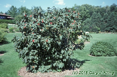 Viburnum lantana 'Mohican'
