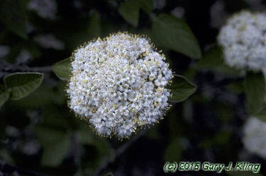 Viburnum lantana 'Mohican'