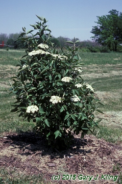 Viburnum lantana 'Mohican'