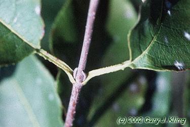 Viburnum lentago