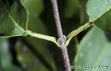 Viburnum lentago