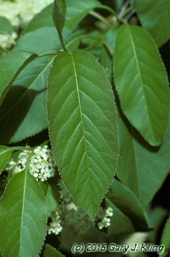 Viburnum lentago