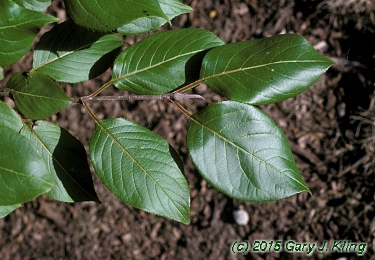 Viburnum lentago
