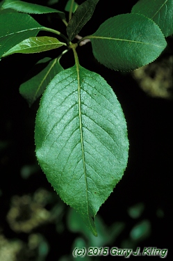Viburnum lentago