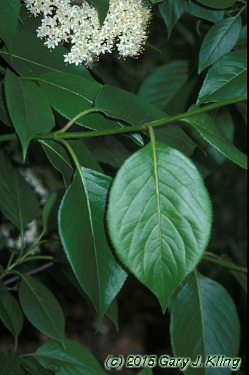 Viburnum lentago