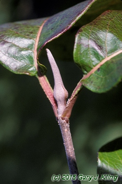 Viburnum lentago