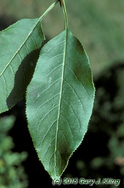 Viburnum lentago