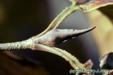 Viburnum lentago