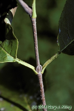 Viburnum lentago