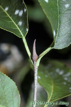 Viburnum lentago