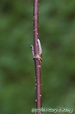 Viburnum lentago