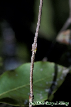 Viburnum lentago