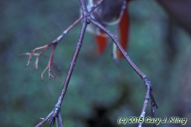 Viburnum lentago