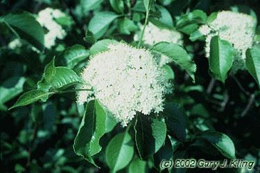 Viburnum lentago