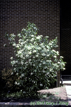 Viburnum lentago