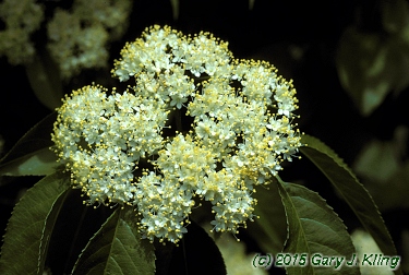 Viburnum lentago