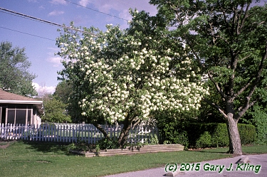Viburnum lentago