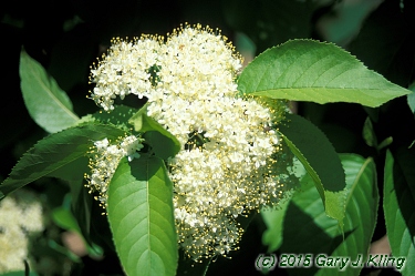 Viburnum lentago