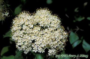 Viburnum lentago