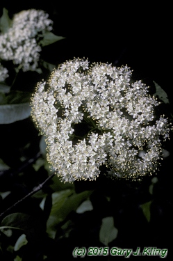 Viburnum lentago
