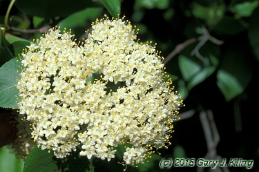 Viburnum lentago