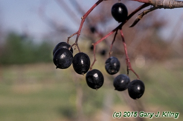 Viburnum lentago