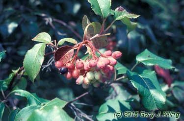 Viburnum lentago