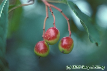 Viburnum lentago