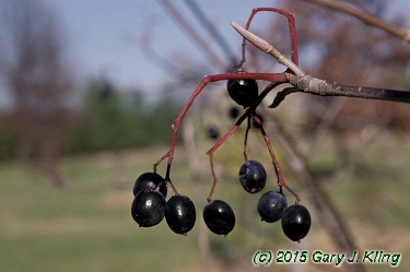 Viburnum lentago