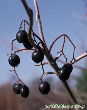 Viburnum lentago