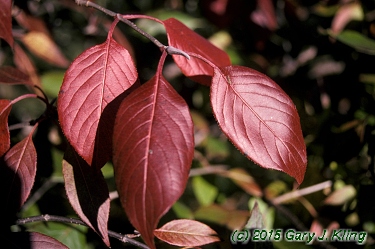 Viburnum lentago