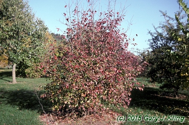 Viburnum lentago