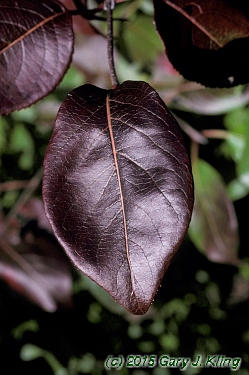 Viburnum lentago