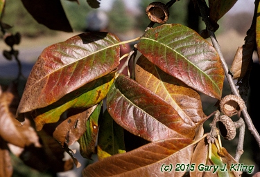 Viburnum lentago