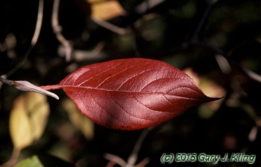 Viburnum lentago