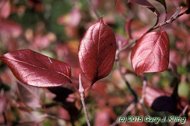 Viburnum lentago