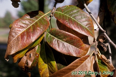 Viburnum lentago