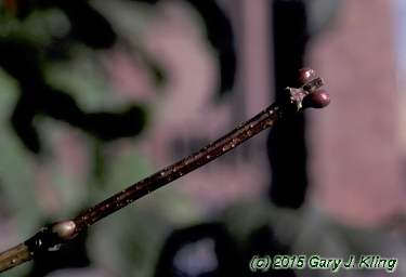 Viburnum opulus